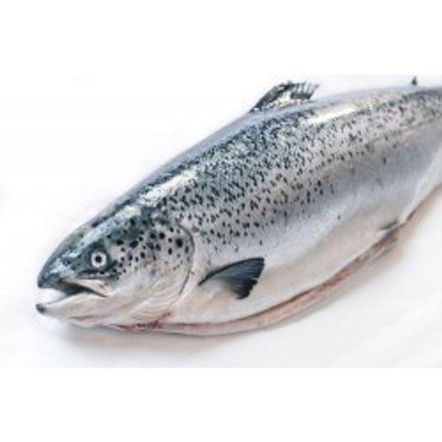 Frozen Salmon Fish Deep Chilled Premium Catch Maintaining Natural Flavor Profile For Worldwide Seafood Importers - Image 2