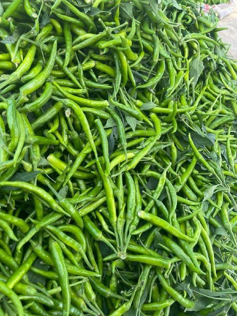 Green chillies Place of Origin Pakistan Packaging Depends on buyer - Image 4