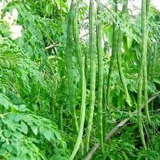 Drumsticks Fresh Moringa - Image 3
