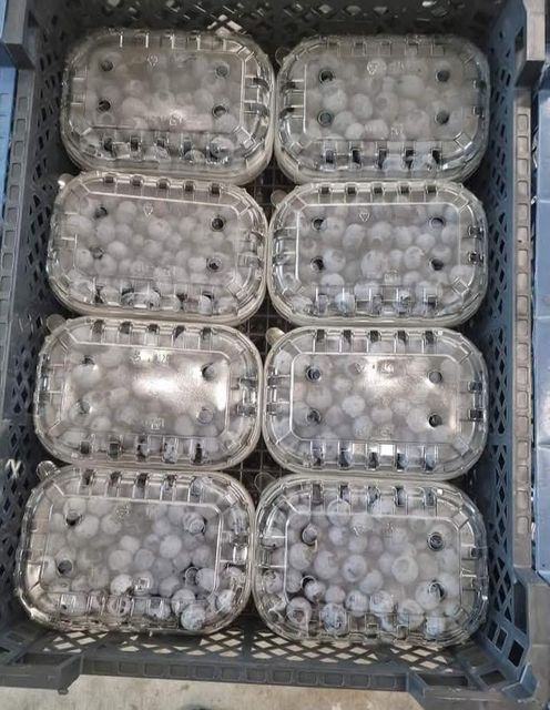 Quality FRESH and FROZEN Blueberries for sale!! CLASS 1 Export Quality Fresh and Frozen Blueberries from South Africa – product photo 3, product detail gallery