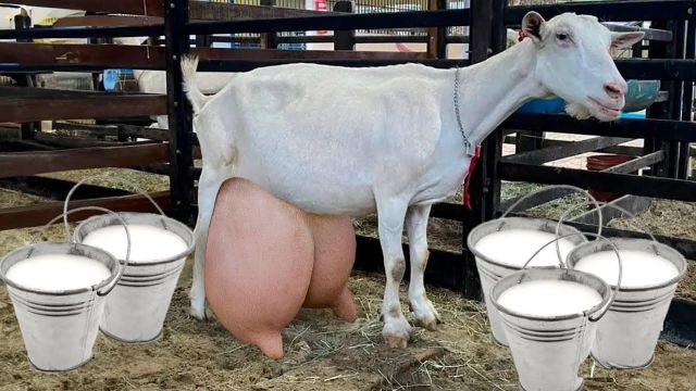 Genuine Live Milking Saanen Goats Premium Dairy Livestock With Strong Genetics And High Milk Performance Buy Now - Image 4