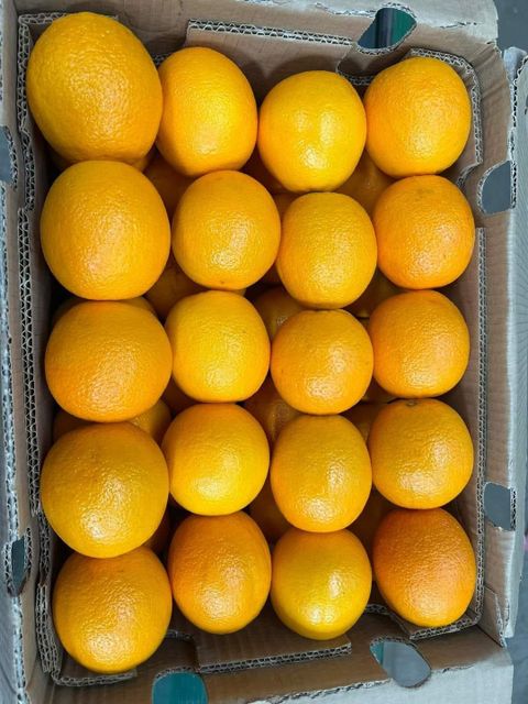 Fresh Quality Valencia Oranges for sale - Image 4