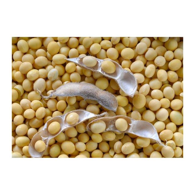 Animal Feed Soybeans frozenchickenexports.com - Image 2