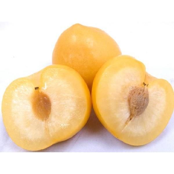 Bulk Fresh Japanese Houman Yellow Plum Type Plum Style Fresh Color Yellow Content Fresh plums Address Hyogo, Japan Place of Origin - Image 2