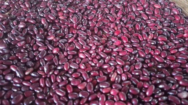 Wholesale Ethiopian High Quality Cream Beans Fresh Kidney Red and White Beans Common Cultivation Type - Image 6
