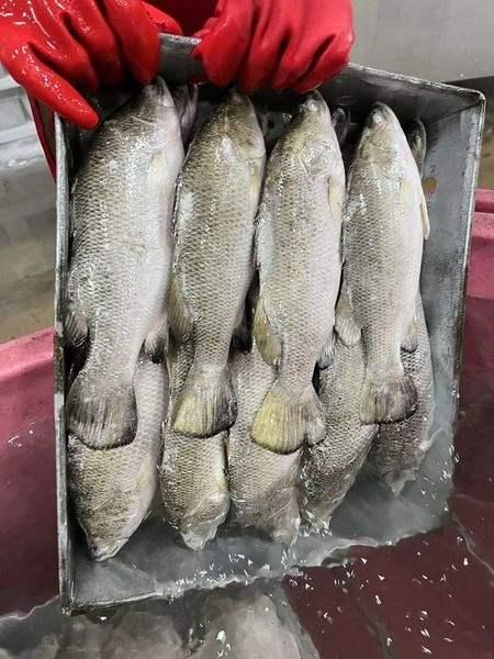 Frozen Sea Bass Fish Whole Gutted Carefully Frozen After Harvest Maintaining 97% Freshness And Natural - Image 4