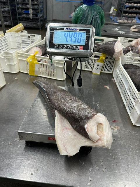 Patagonian Toothfish - Chilean Seabass - Image 3
