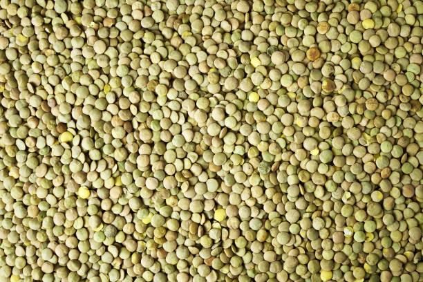 Premium Export Quality Green Lentils – Clean, Dried, Bulk Packaging (25kg/50kg Bags) - Image 4