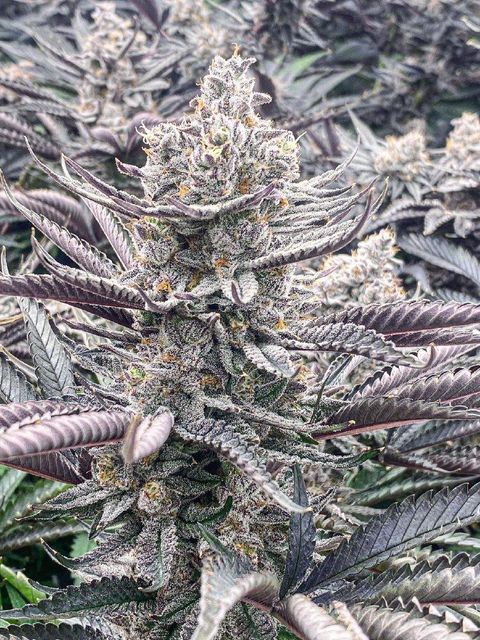 Cannabis - Image 3