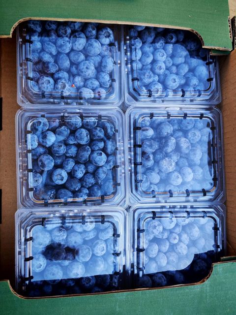 Quality FRESH and FROZEN Blueberries for sale!! CLASS 1 Export Quality Fresh and Frozen Blueberries from South Africa – product photo 4, product detail gallery