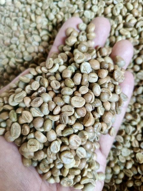 Indonesian Robusta Green Coffee Beans Grade 1 Special Quality Reliable Supply For Bulk - Image 3