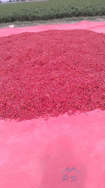 Red dried chillies Place of Origin Pakistan Grade A + graded red dried chillies Packaging Details On buyer - Image 3