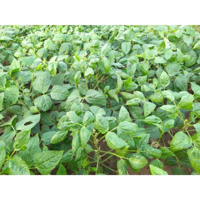 Best quality export for Cow Pea Style Dried Quality Premuim Type White Beans Color Dark green. Shelf Life 2 year Cultivation Type - Image 4