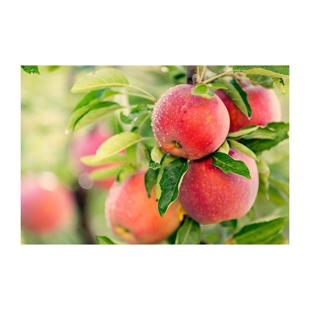 Bulk red apples supplier providing wholesale export cheap price and reliable delivery - Image 3