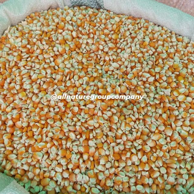 YELLOW CORN MAIZE - Image 2