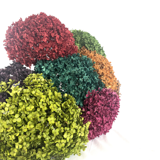 prevented Anna hydrangea - Image 2