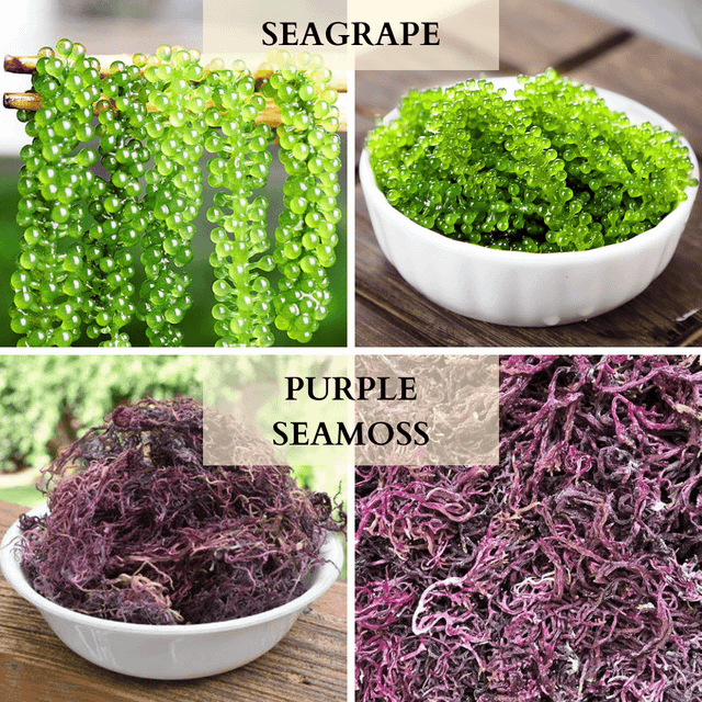 Premium-Grade Dried Seaweed from Vietnam - Nutritious & Versatile Grade-Export - Image 3