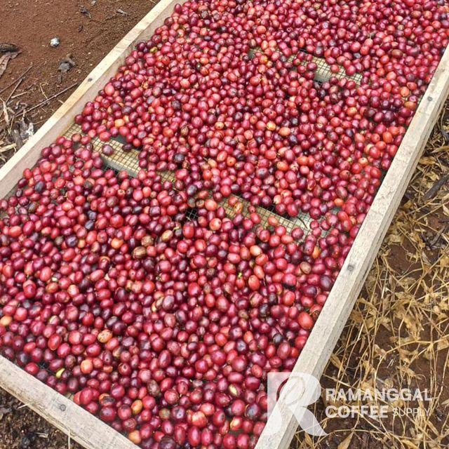 Indonesia Lampung Robusta Green Coffee Beans - Image 5