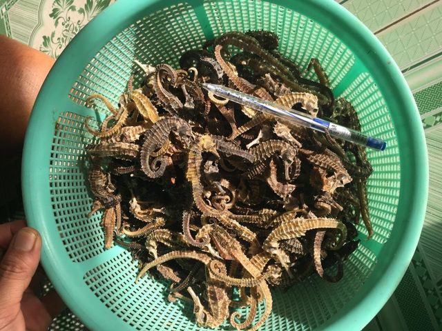 Natural Dried Sea Horse High Quality Product Ready And Wholesale Market With Fresh Stock Available - Image 5