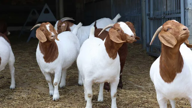 Superior Live Milking Boer  Goats Farm Raised Healthy Dairy Livestock  Cheap Price Offer for export worldwide - Image 3