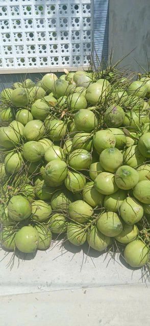 VIETNAMESE FRESH COCONUT – TRIMMED YOUNG COCONUTS | EXPORT-READY - Image 3