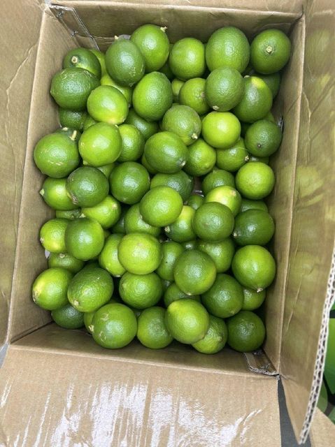 Fresh Lime Seedless fruit from Vietnam fresh lime fresh green lemon seedless CITRUS FRUIT 6kg - WHATSAP LINDA 0084 989 322 607 - Image 3