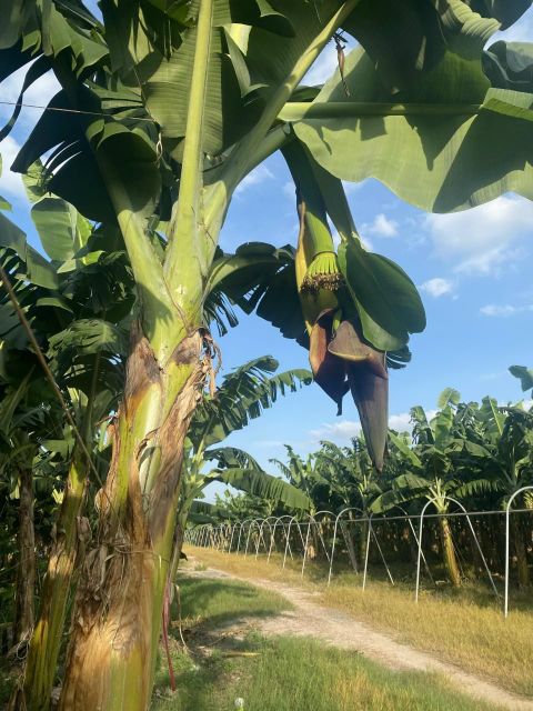 Fresh cavendish Banana - Image 2