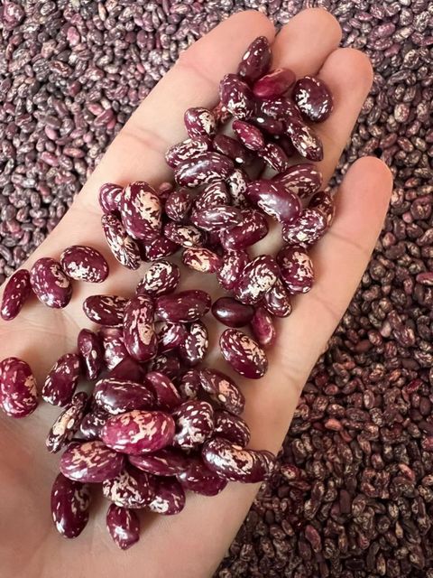 We supply Flax seed/linseed (DAP/FCA/FOB) in 40 ft. Containers (big-bags/50kg bags) - Image 5