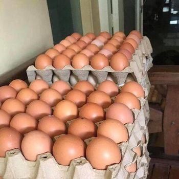 Fertilized Chicken Eggs Ross 308 / Cobb 500 Fertile Eggs Exports - Image 3
