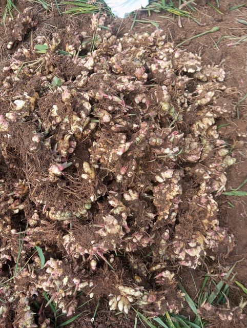Fresh and dried ginger - Image 3