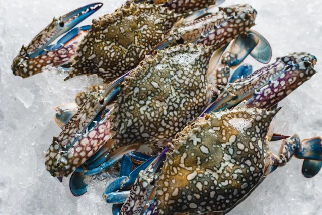 Blue Swimming Crab - Image 2