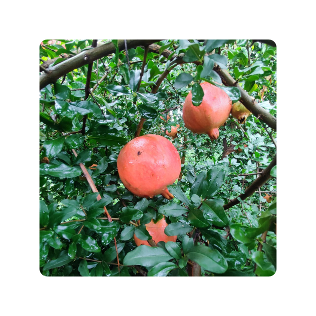 Whole New Season For Fresh Pomegranate Premium Quality with cheap Price Natural Healthy Fruits - Image 6