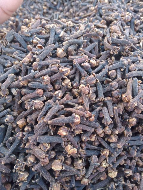 Wholesale Price Dry Cloves High Quality Whole Clove Dried Cloves Whatsap +255787979235/ +255795279787 - Image 4