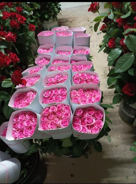Roses Delivery Focus Timely Delivery Supply Consistency Consistent Supply Market Reach Wholesale And International - Image 5