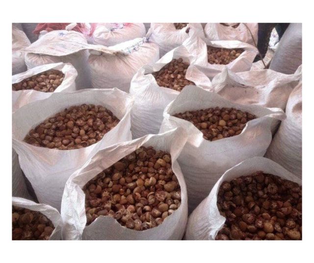 Whole Dried Betel Nut (Areca Nut) - Grade A (80+ 90-95% Good Quality) - Low Moisture - Origin Indonesia - Image 2