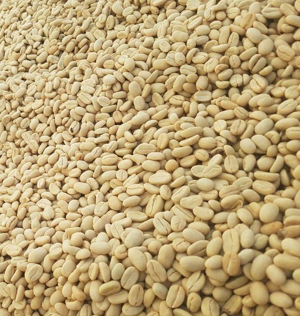 Ethiopian Arabica Green Coffee Beans Yirgacheffe| Guji | Sidamo | Teppi | Djimma – product photo 2, product detail gallery