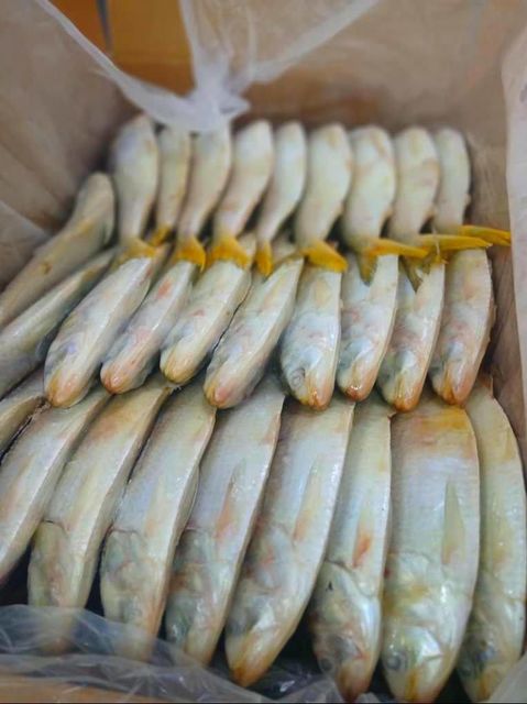 Frozen Round Sardinella Freshness Level Frozen Degree of Processing Unprocessed Features No Artificial Flavors, No Preservatives, Without Colourants - Image 2