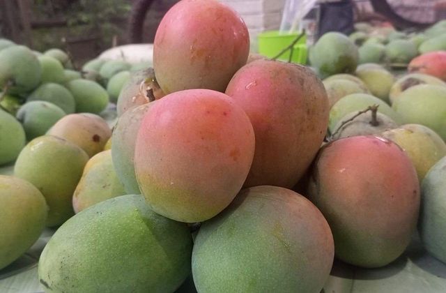 Fresh Coldchained Gedong Mango (Orange Like Citrusy Sweet) - Premium Grade - Image 4