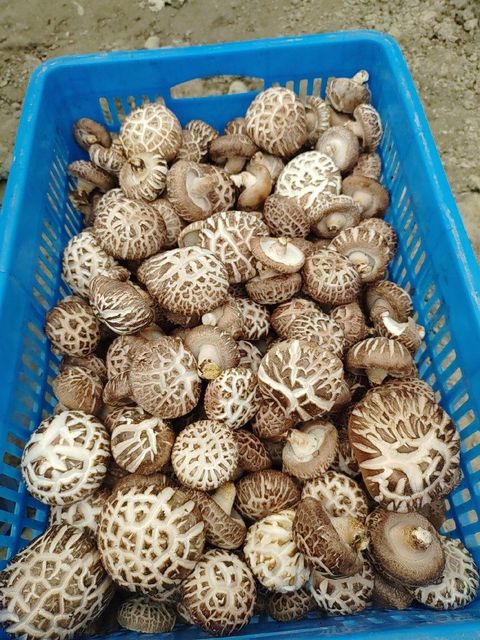 mushrooms - Image 1