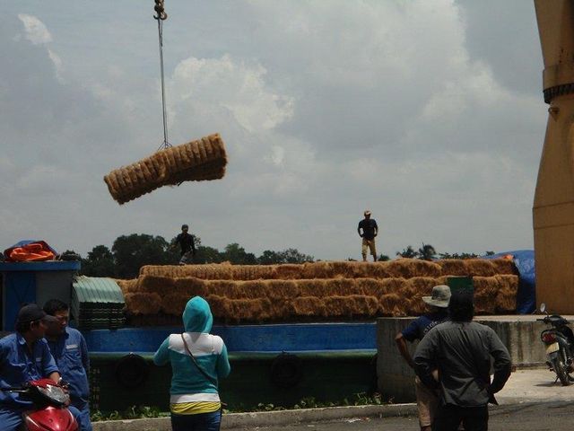 Coconut fiber - Image 4
