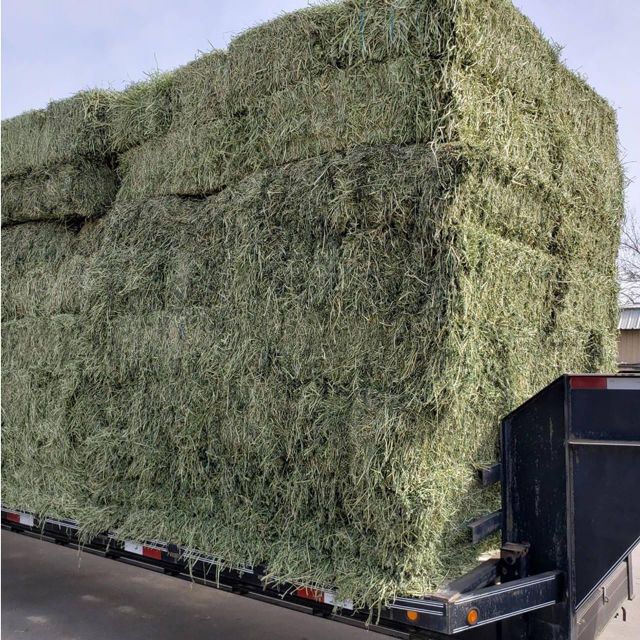 Premium Alfalfa Hay High Protein Green Bale Feed for Horses Cattle Sheep and Goats Export Quality - Image 4