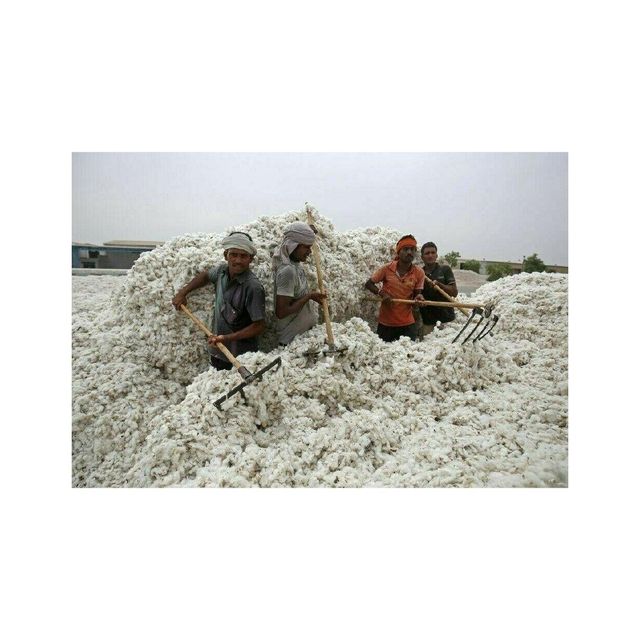Raw cotton offered at competitive wholesale rates for manufacturers - Image 2