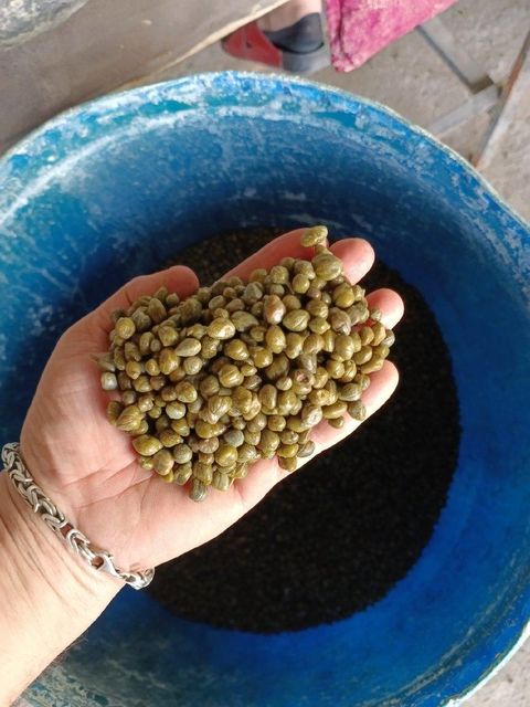 Capers - Image 3