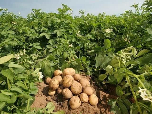 Premium Pakistan Potatoes – Farm Fresh, Perfect for Chips, Fries & Curries | Powered by Kenhar Enterprises - Image 4