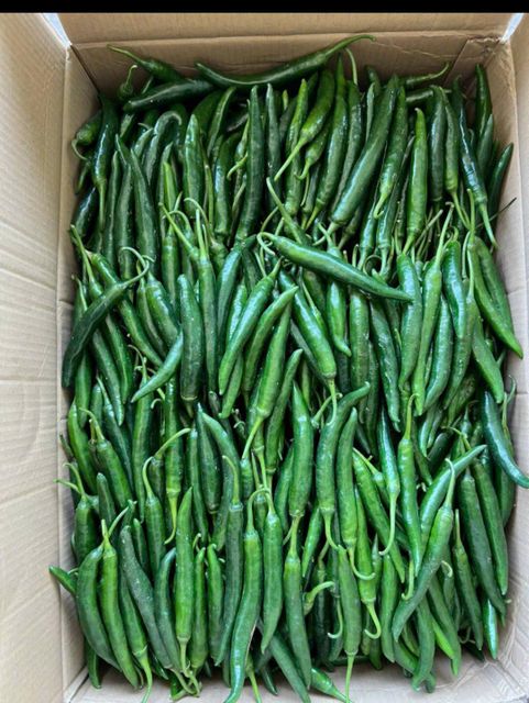 FRESH CHILI - Image 1
