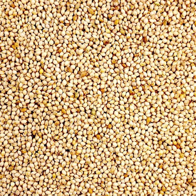 High purity pearl millet bulk order clean bajra export grade - Image 1