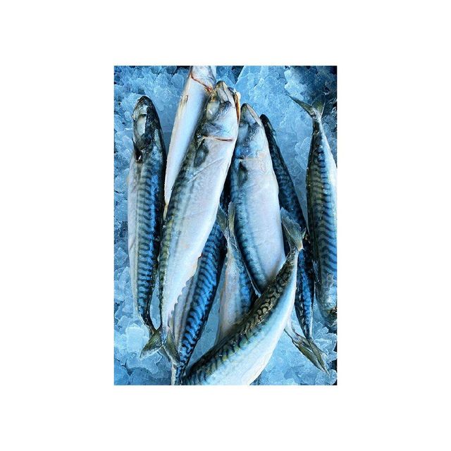 Frozen Pacific Mackerel bulk wholesale supply premium frozen seafood for global importers - Image 3