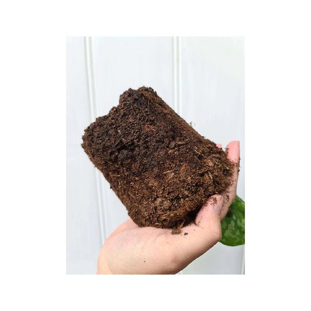 Cheap price peat moss available for nurseries and greenhouse applications - Image 4