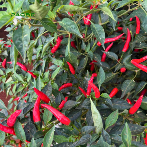 Red Chilli – product photo 3, product detail gallery
