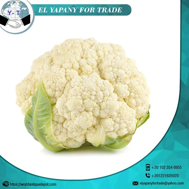Egypt Quality Fresh Cauliflower Style Fresh Weight (kg) 1.5 Certification BV Place of Origin Egypt Cultivation Type - Image 5